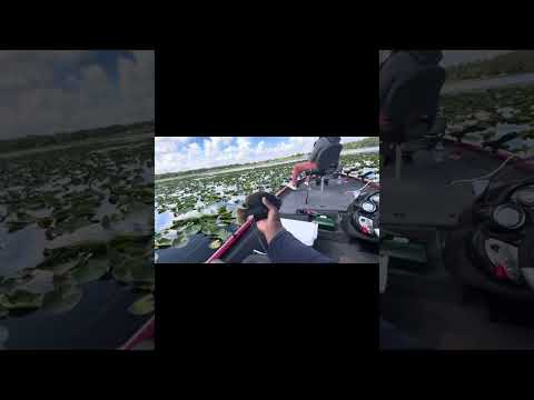 Bluegill fishing out on the boat central Florida (panfish fishing) #bluegigi #bluegill #fish