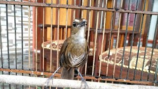 Download lagu Cingcoang Gacor Full Materi Roll Tembak | Cocok Buat Masteran mp3