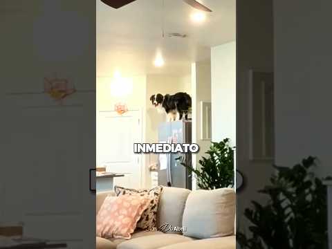 Su Perro Le Salvó La Vida Justo A Tiempo 😱❤️ #shorts