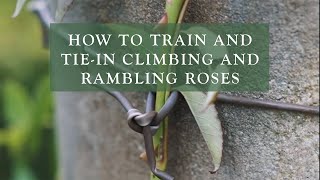 How To Train and Tie-in Climbing and Rambling Roses by David Austin Roses
