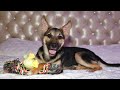 This Lovely Puppy Can T Stop Smiling Since He Been Rescued