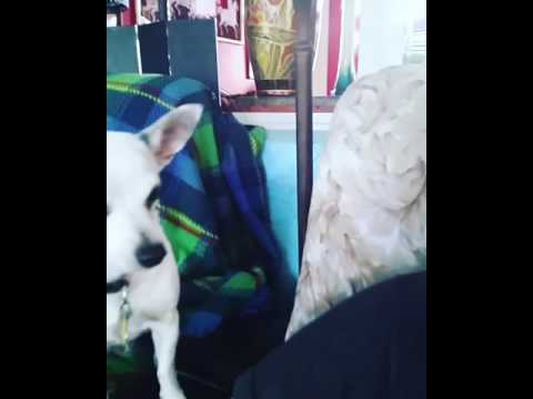 My chihuahua playing tricks for treats