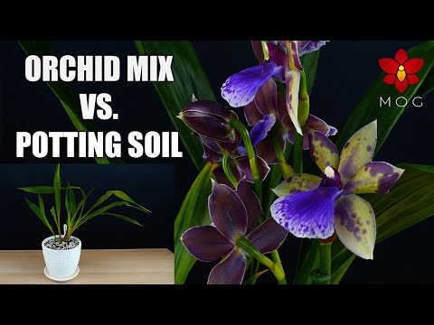 , title : 'Zygopetalum Orchids in Soil Potting Mix VS. Bark & Moss - This changes everything!'