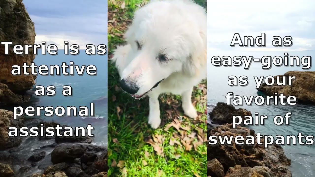 Enlarge Terrie, a Adoptable Great Pyrenees in Sims, NC video 6/6