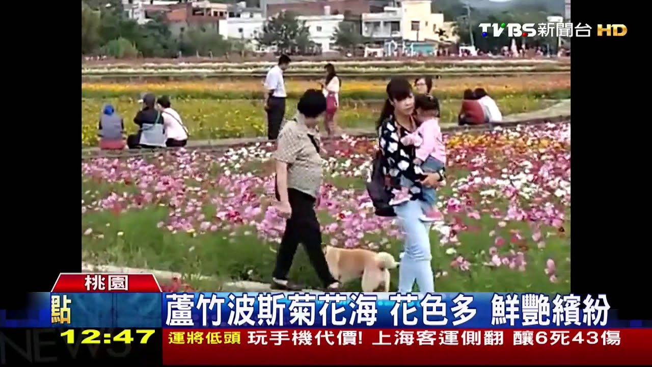 蘆竹波斯菊花海 花色多、鮮艷繽紛