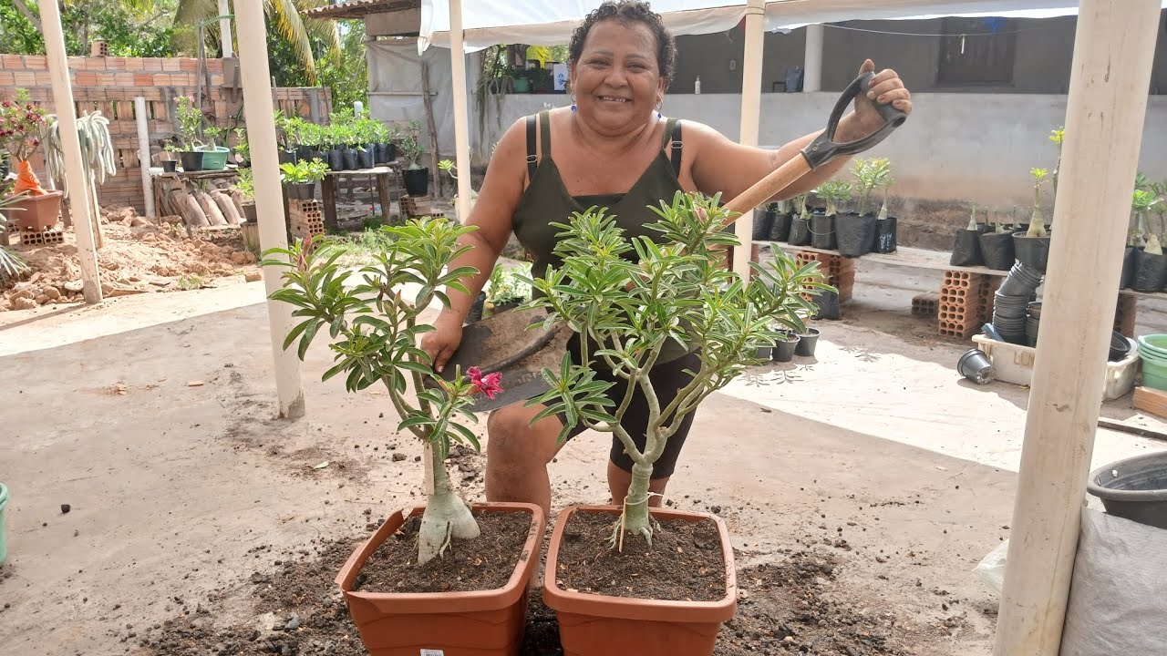 PREPARANDO SUBSTRATO PARA AS ROSAS DO DESERTO, E TEMOS REPLANTIO!! 👋🏾😃
