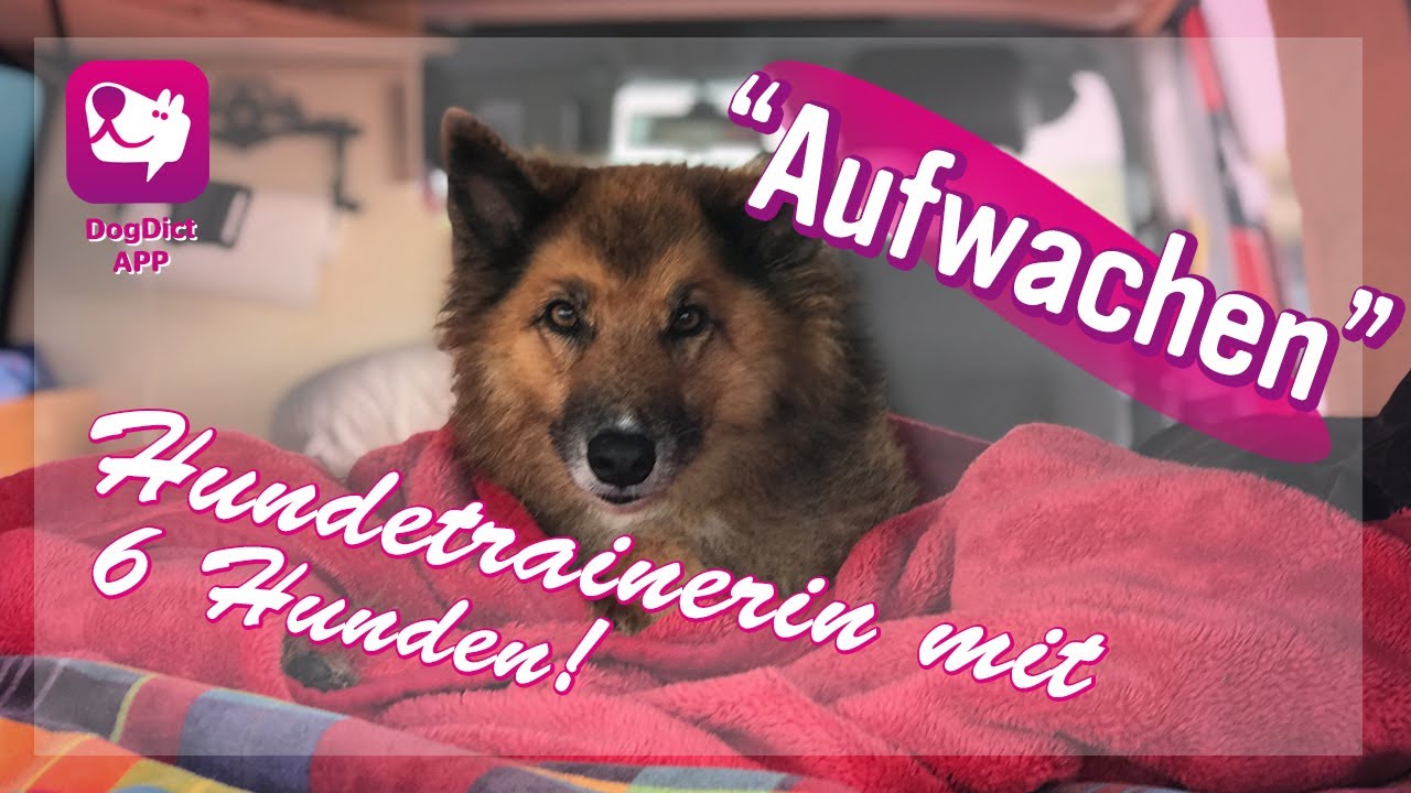 Folge 04: Hunde, aufwachen!