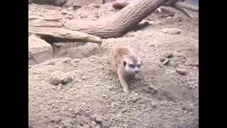 "Living With The Animals" Trailer