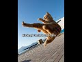 Farted in the elevator by @alexschor full video on my channel #cat #foryou #funny #georgieebom