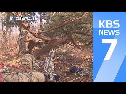 한 그루에 수천만 원…‘명품 소나무’만 노렸다 / KBS뉴스(News)