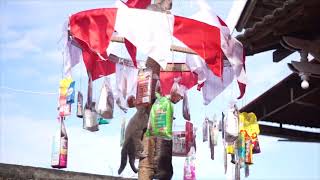 Download lagu kucing panjat pinang merayakan kemenangan presiden pecinta kucing indonesia. mp3 Download lagu kucing panjat pinang merayakan kemenangan presiden pecinta kucing indonesia. mp3