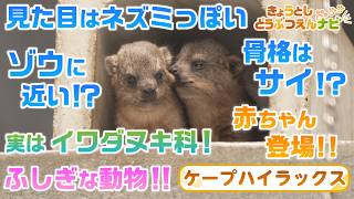 【衝撃】ネズミでもタヌキでもない!? ゾウに近い不思議すぎる動物「ケープハイラックス」赤ちゃんも登場！