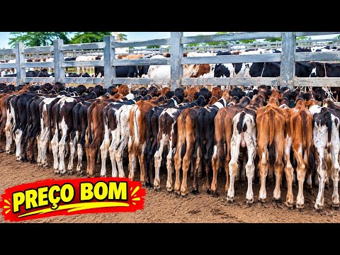 FEIRA DO GADO EM CAMPINA GRANDE-PB 16-09-2026 BEZERROS COM PREÇO BOM HOJE 