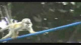 Monkey on a Wire