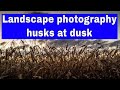 Landscape photography - maize husks at dusk