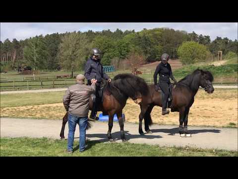 Tag der offenen Tür auf dem Kronshof: Deckhengste