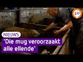 Groot onderzoek gestart naar muggen die blauwtong overdragen