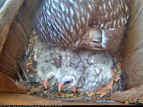 Barred Owl Chicks Rest While Female Preens Their Down – April 23, 2019