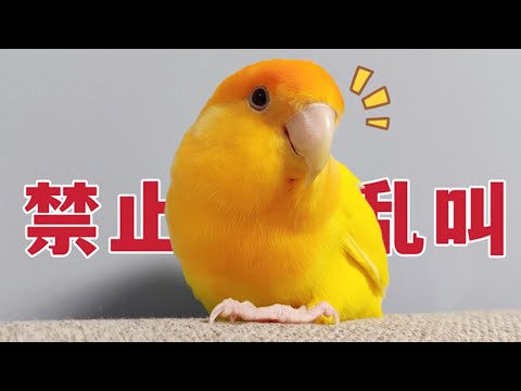 宗棲梧桐鸚鵡