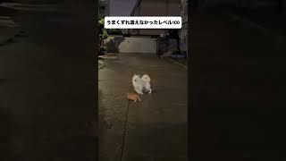 あるよねぇ#shorts  #可愛すぎる  #犬のいる暮らし  #犬との暮らし  #すれ違い  #あるある