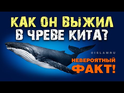 Как он выжил в чреве кита? Невероятный факт!