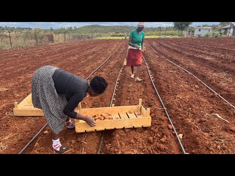 Part 1- Life in Rural Rusape -Zimbabwe. Potatoes land preparation up to planting potatoes.