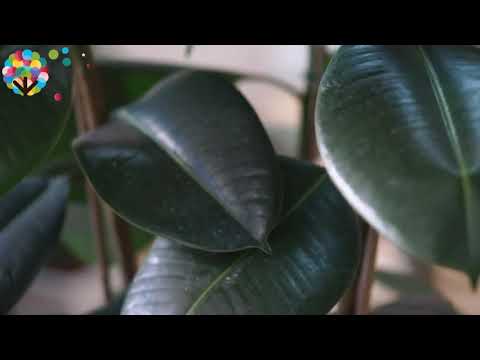 Majestic Rubber Plant Ficus Elastica Robusta Tall Indoor Trees #shorts #getpotted #plants #ficus