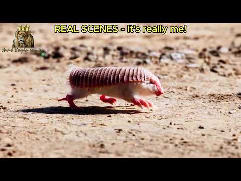 The Pink Fairy Armadillo:   The World’s Most Elusive Mammal 🌍🐾