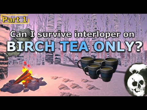 Birch Bark Tea Challenge on Interloper (Part 1)