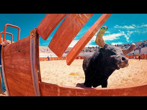 Toiro rompa as tábuas da trincheira da praça de toiros de Nave de Haver
