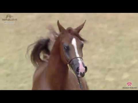 N 41 HALUL AL KHOR   29th Qatar Intl A H  Show 2020   2 Years Old Colts Class 2