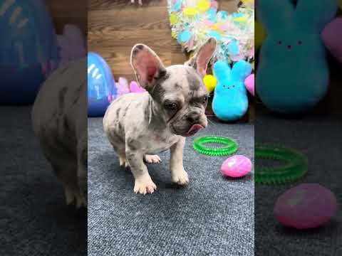 Video 1