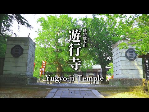 【藤沢】新緑の遊行寺　Yugyo-ji Temple of Fujisawa , the season of fresh green【西富】