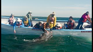 Personal Encounter with Grey Whales in Baja