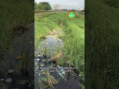 🚨 ALERTA AMBIENTAL EN CARTAGENA          #cartagena #medioambiente #caños #parqueheredia