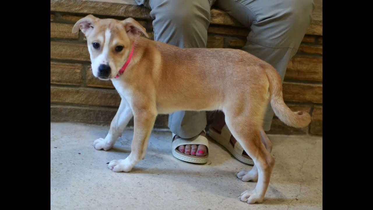 Enlarge Pippa, a Adoptable mixed breed in White Plains, NY video 5/5