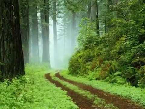 Creatures, Life, and Nature