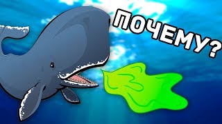 ПОЧЕМУ ОТРЫЖКА КИТА ЦЕНИТСЯ БОЛЬШЕ ЗОЛОТА?