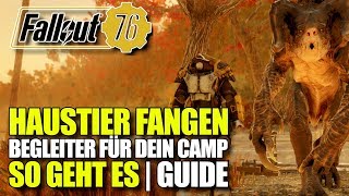 Haustier Zähmen und Fangen | Begleiter für dein CAMP Guide | Fallout 76
