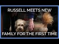 Twice Attacked Dog Meets New Family for the First ...