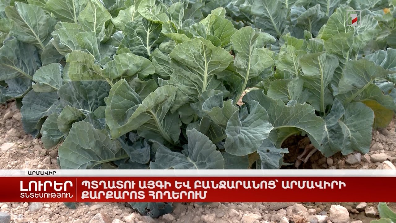 Պտղատու այգի և բանջարանոց՝ Արմավիրի քարքարոտ հողերում