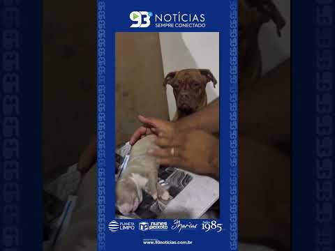 Um homem tenta reanimar um filhote que está desacordado.