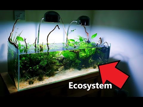 Aquarium Ecosystem: Episode 5: Algae Disaster + the CURE!