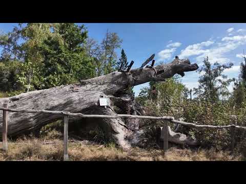 Harz Hiking Badge Stamp Point 165 Wendel Oak