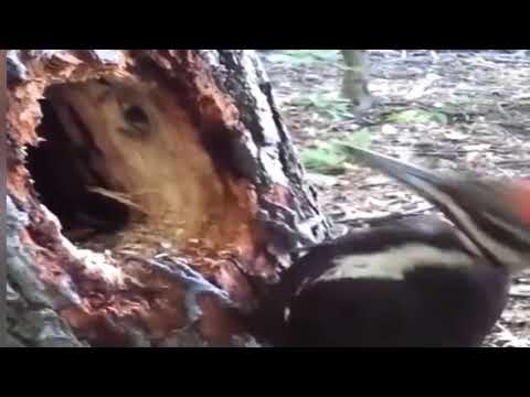 لله في خلقه شؤون نقار الخشب يبني عشه