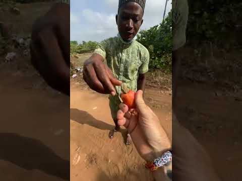 Cashew Apple in Ghana! King Of Exotic Fruit! 🇬🇭