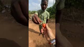 Cashew Apple in Ghana! King Of Exotic Fruit! 🇬🇭