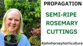 EASY GUIDE TO GROWING ROSEMARY FROM CUTTINGS