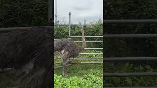 ダチョウの人、グラビア撮る。　琴吹ゆず(RiNCENT♯） #週プレ