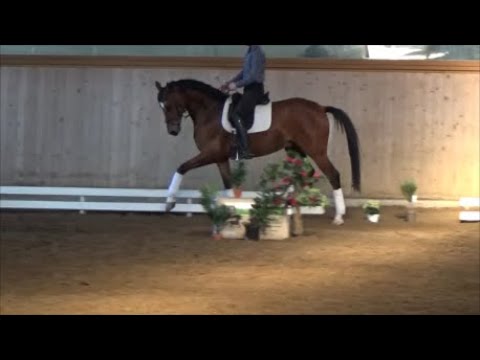 7j. Wallach v. Benicio x Ampere www.stöcker-verkaufspferde.de